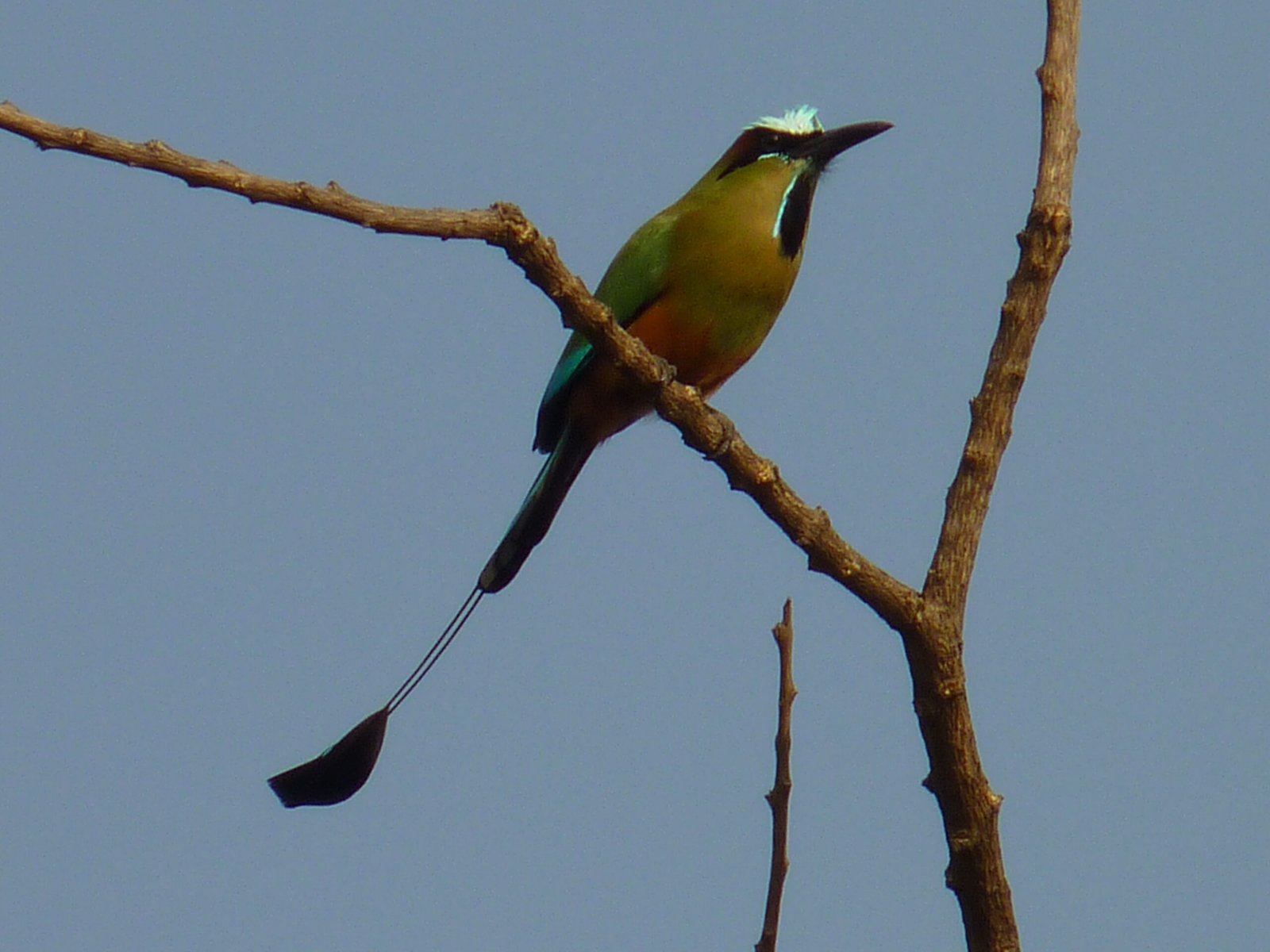 Guardabarranco Nicaragua